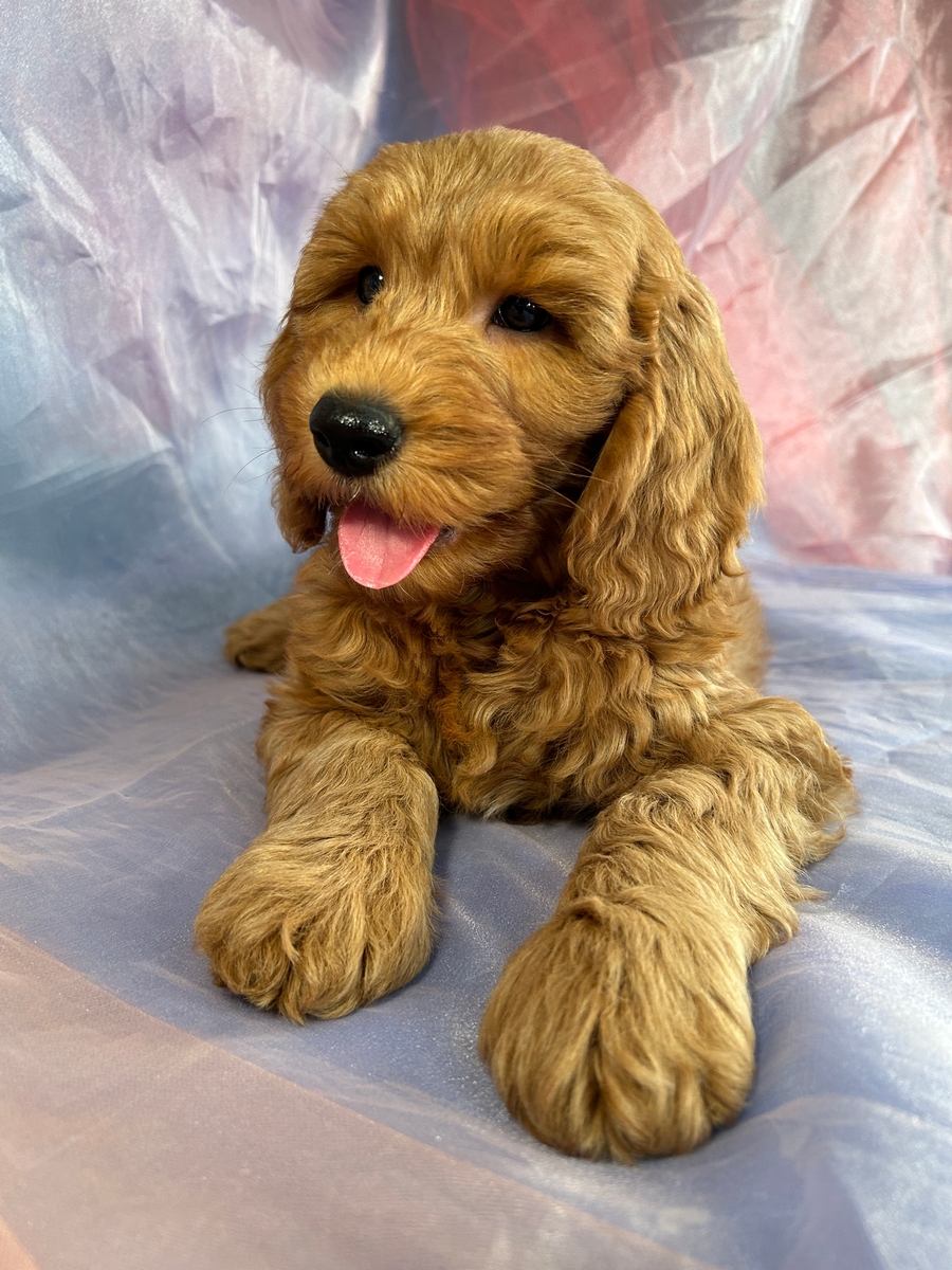 Professionally Bred Mini Goldendoodle Litter, Male DOB 9-17-2023 $1200